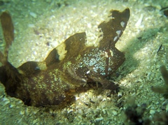 Cristiceps aurantiacus