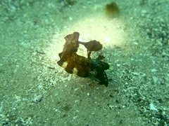 Cristiceps aurantiacus