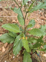 Rorippa indica