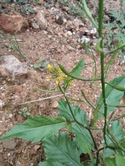 Rorippa indica