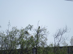 Toxostoma crissale