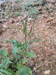Rorippa indica