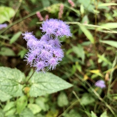 Conoclinium coelestinum