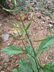 Rorippa indica