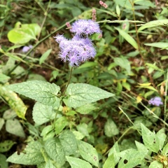 Conoclinium coelestinum