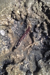 Cerebratulus macrostomus