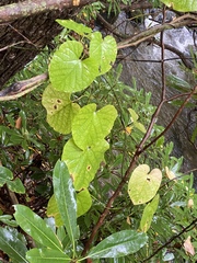 Aristolochia macrophylla