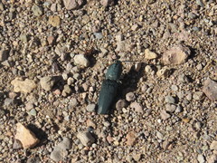 Chalcolepidius lenzi