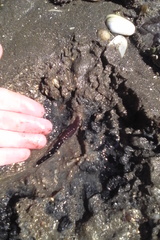 Cerebratulus macrostomus