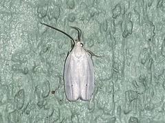 Antaeotricha albulella