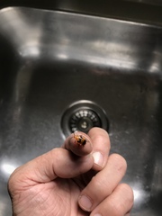 Stethopachys formosa