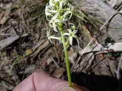 Stackhousia aspericocca