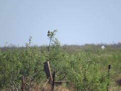 Sturnella magna lilianae