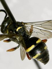 Epinysson mellipes