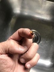 Stethopachys formosa