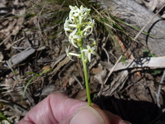 Stackhousia aspericocca