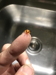 Stethopachys formosa