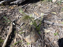 Stackhousia aspericocca