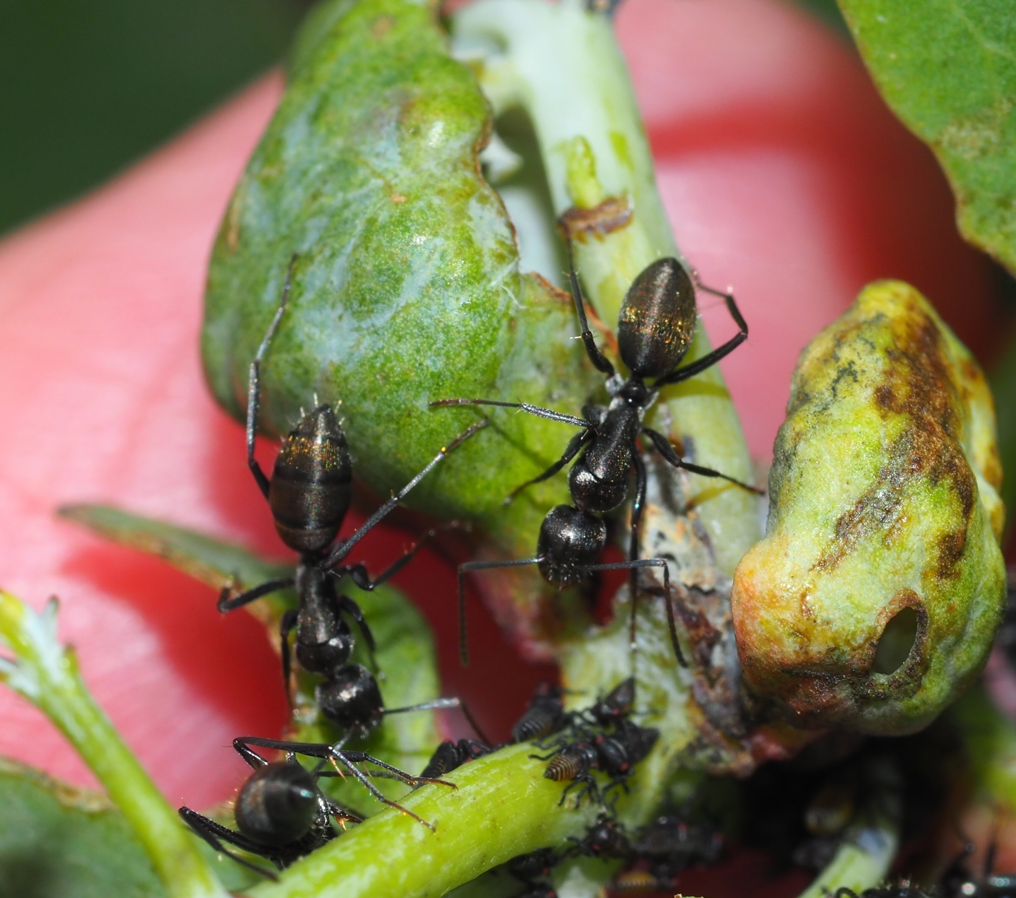 Camponotus aeneopilosus