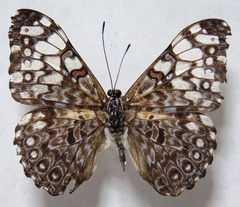 Hamadryas feronia farinulenta