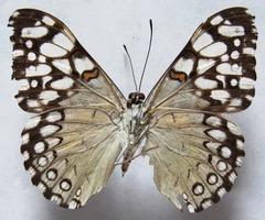 Hamadryas feronia farinulenta