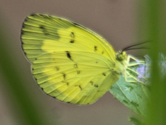 Eurema ada