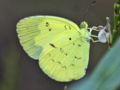 Eurema ada