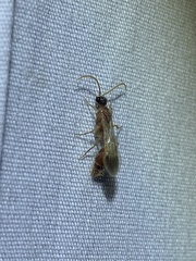 Chyphotes melaniceps