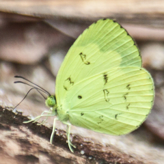Eurema ada