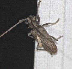 Acalolepta