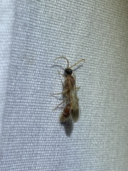 Chyphotes melaniceps