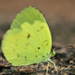 Eurema ada