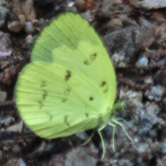 Eurema ada