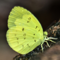 Eurema ada