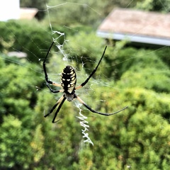 Argiope aurantia