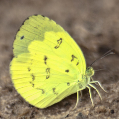 Eurema ada