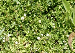 Trifolium monanthum