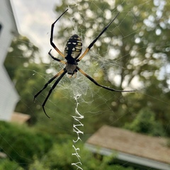 Argiope aurantia