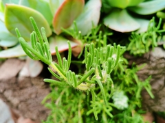 Drosanthemum eburneum