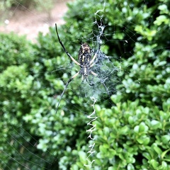 Argiope aurantia