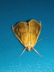 Aethiophysa falcatalis