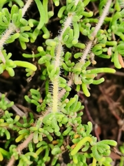 Drosanthemum eburneum