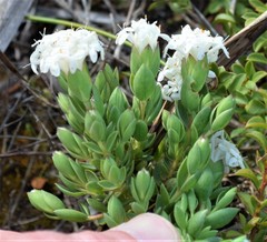 Pimelea glauca