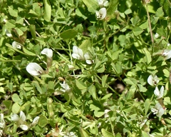 Trifolium monanthum