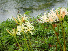 Lycoris × albiflora