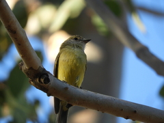 Microeca flavigaster