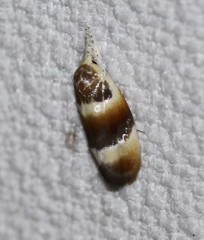 Piloprepes anassa