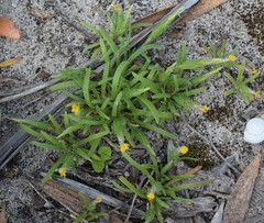 Podotheca angustifolia