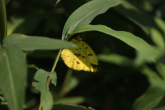 Eurema blanda