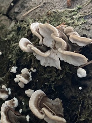 Trametes versicolor